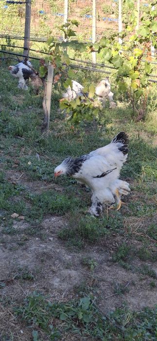 Vând cocoși rasa Brahma
