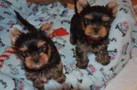 Yorkshire Terrier talie toy autentică,  mascul si femelă