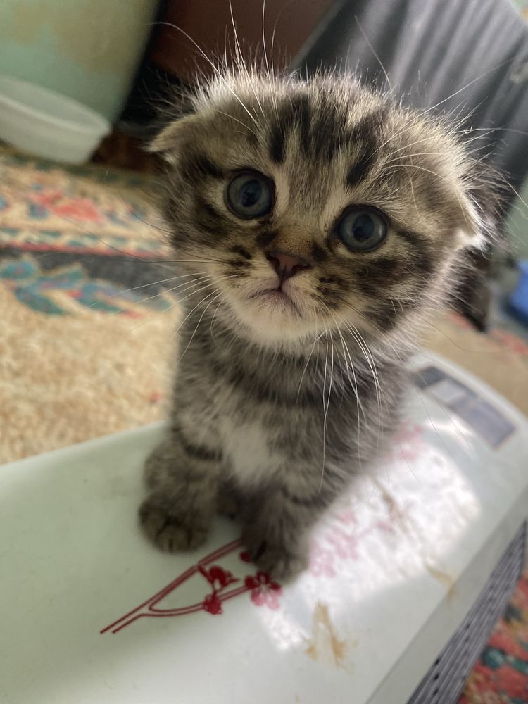 Scottishfold juda chiroyli aqilli mushuk hashaki emas