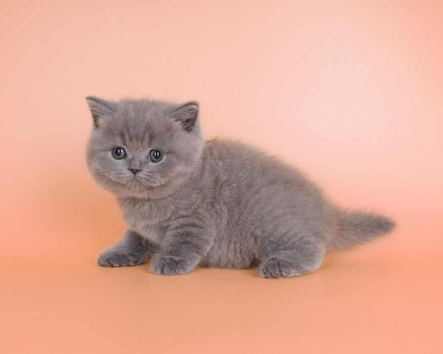 Британские короткошёрстные котята