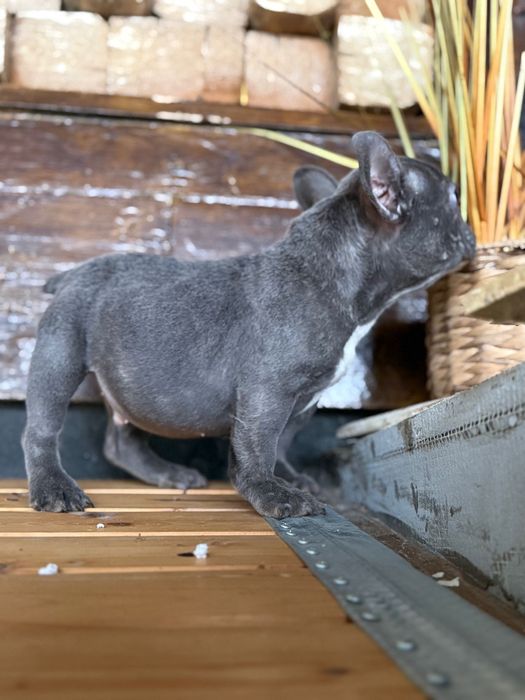 Mascul bulldog francez