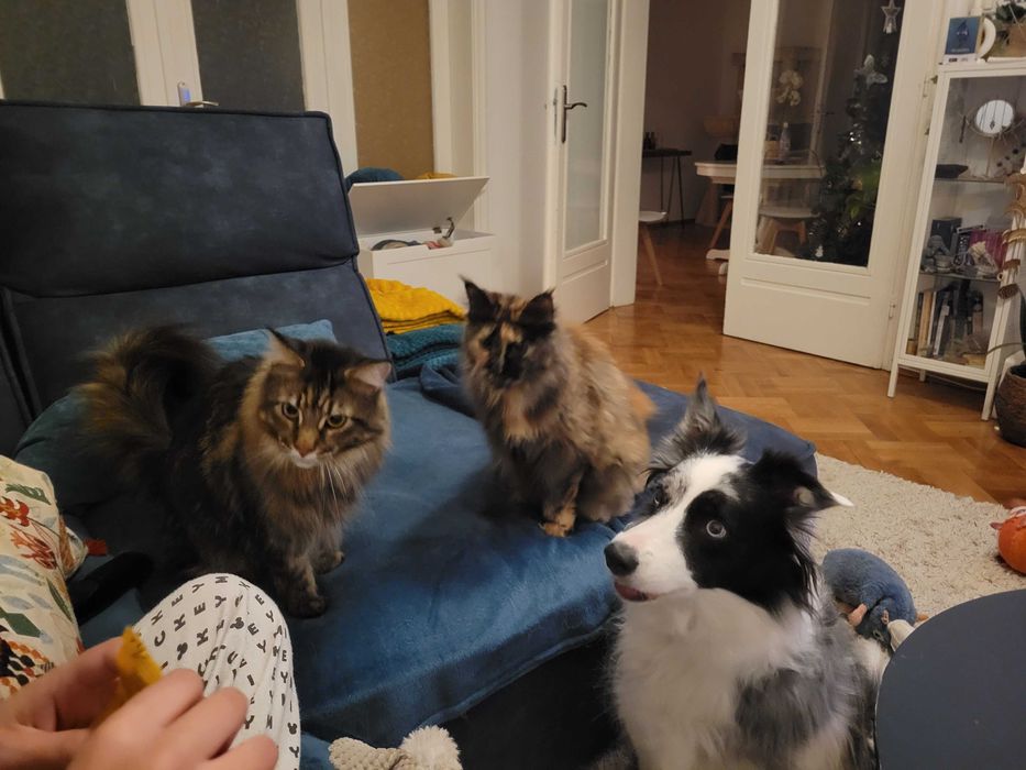 Pet-sitter / dog-sitter / cat-sitter