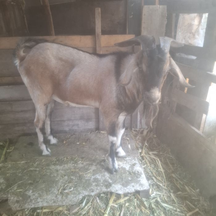 Vand sau schimb angolo nublian