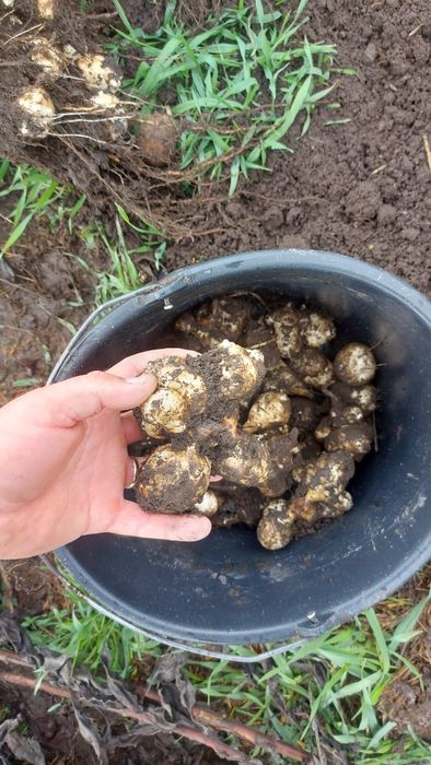 Napi Topinambur Marul de pamant  Anghinare de Ierusalim