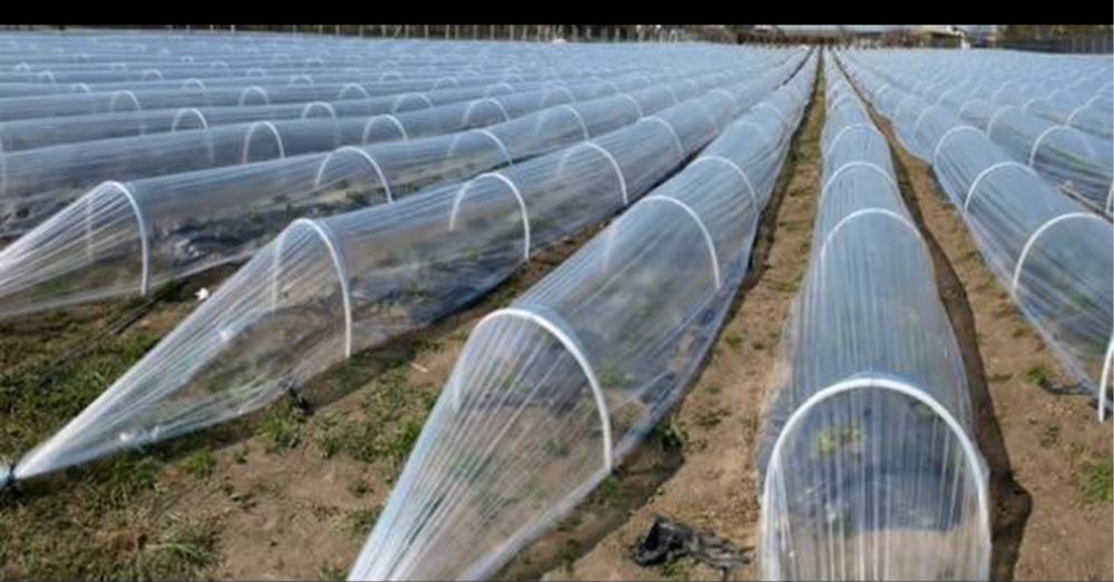 Arce mini tuneluri / sere / solarii  legume, fructe, flori