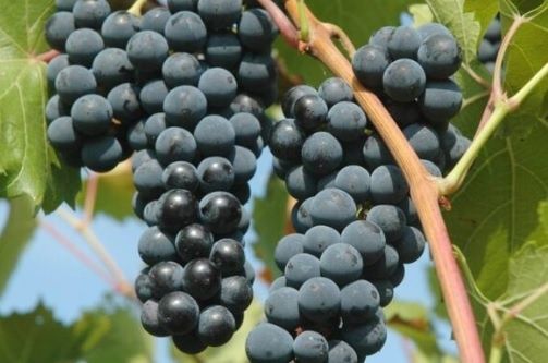 Vand stuguri direct din Vie, sat Sutesti, Judetul Valcea, Drăgășani