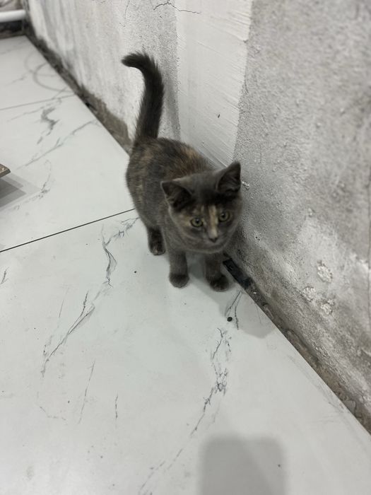 Отдам котенка в хорошие руки