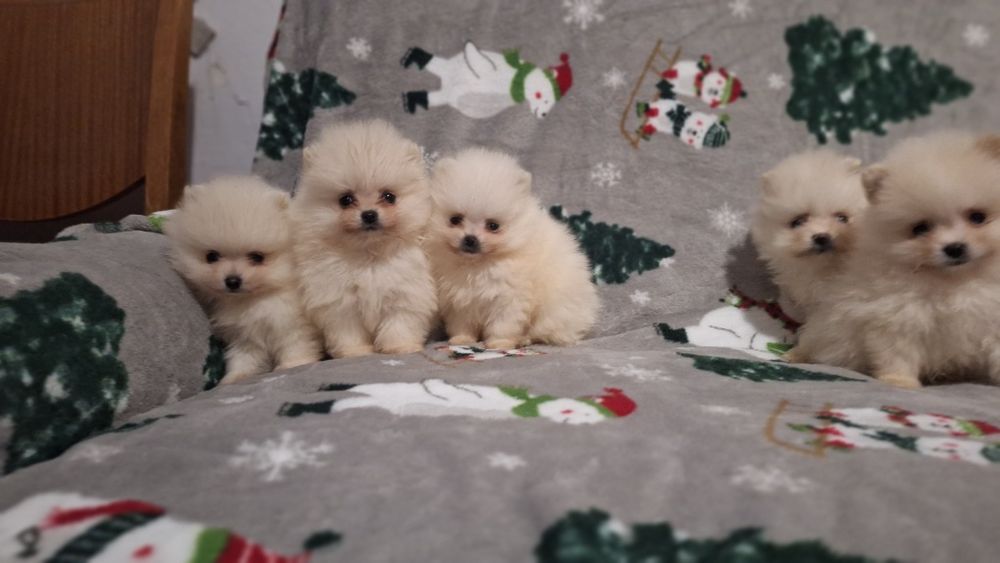 Померан мини померанчета