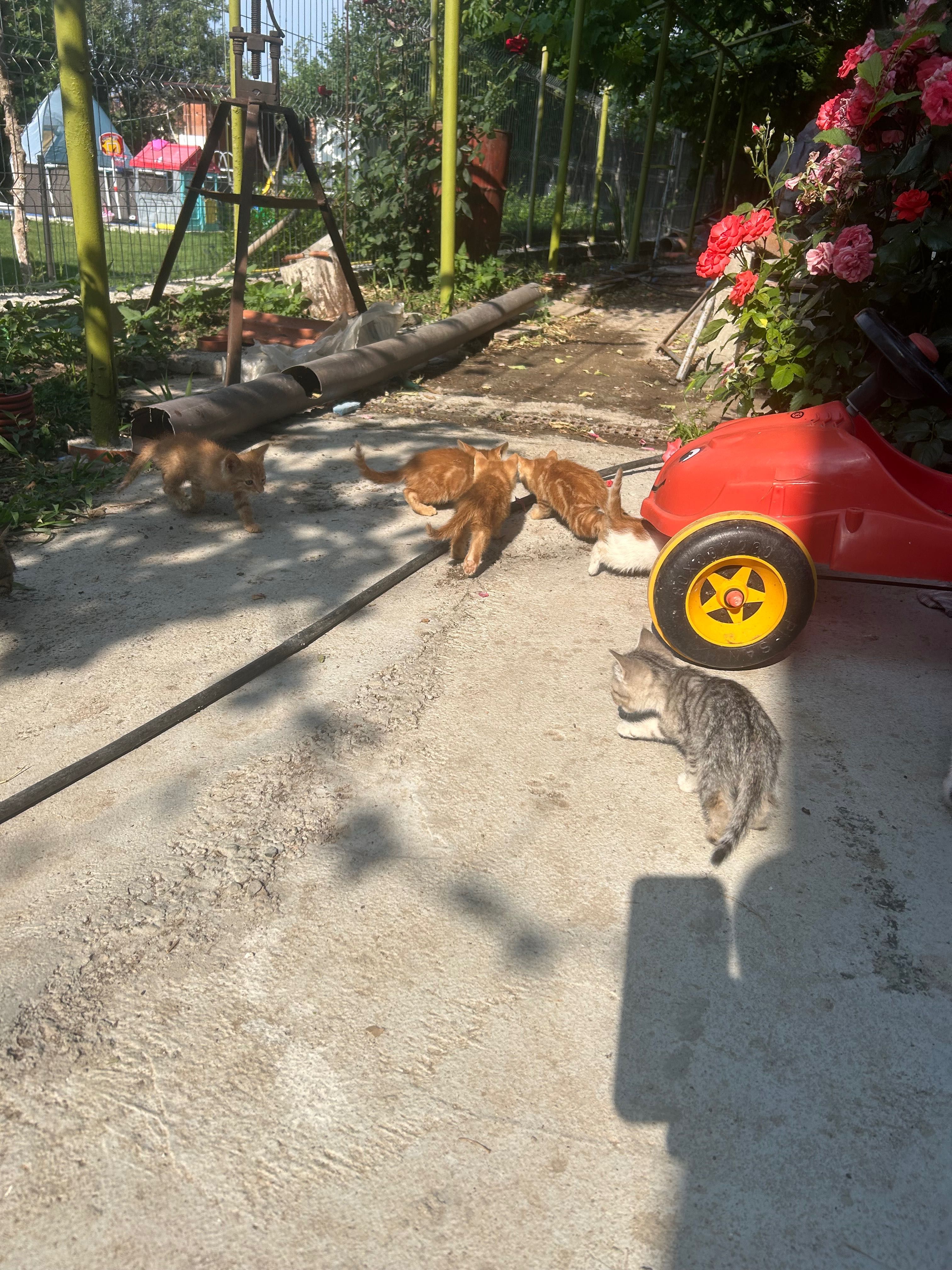 подарявам котета