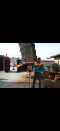 Професионално рязане на опасни дървета , поддръжка и оформяне