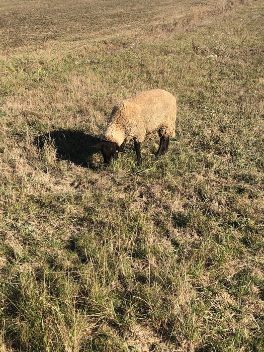 De vânzare doi berbeci suffolk tineri .