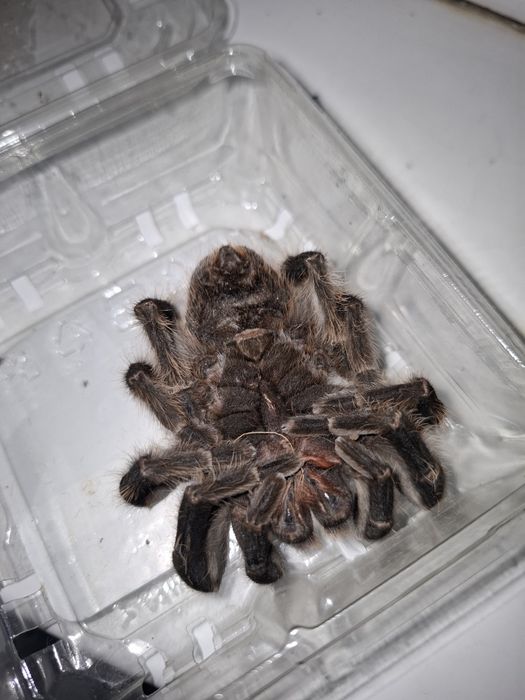 мёртвый паук, пушистый