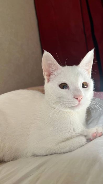 Кошка Продается!