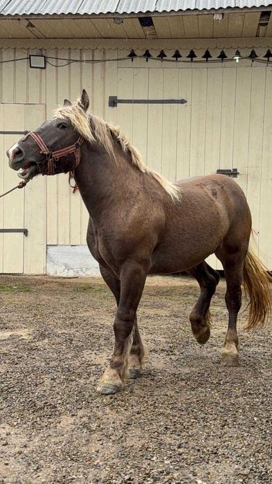 Mânz de 2 ani in decembrie!