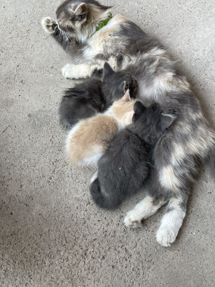 Продаются котята