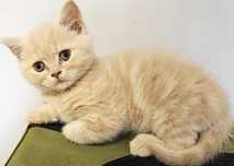 British shorthair rasa pura