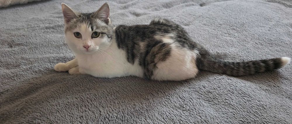 Ищет дом котёнок-подросток, девочка, в добрые руки!