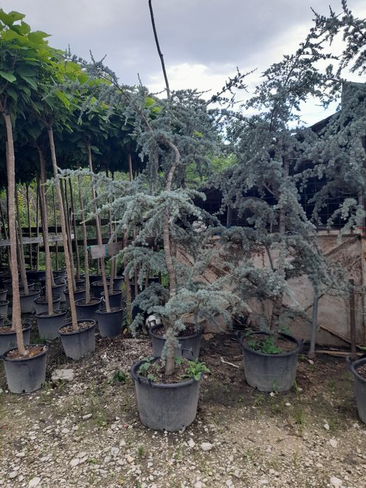 Măslin,palmieri,leilendi tuia.