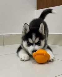 Donez URGENT husky - Bucuresti