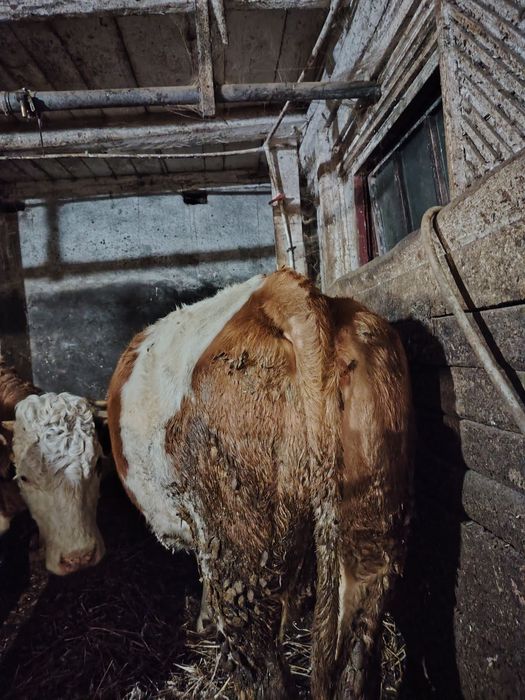 Vacă bălțată cu lapte