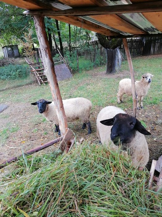 Vând doua oi și un berbec suffolk