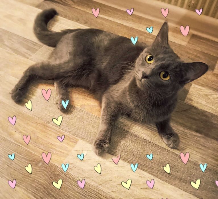 Отдам кошку в связи с переездом