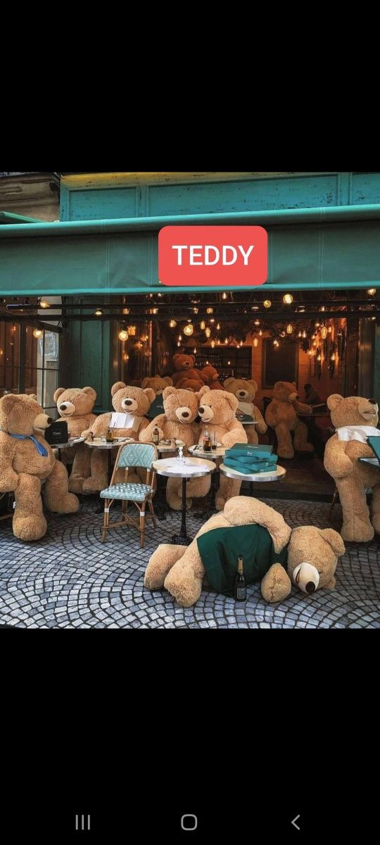 Teddy orginal arzon narxda