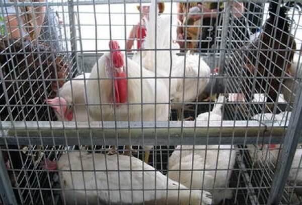 Продам курей породы Декалб Уайт по 1200, от 20 шт. цена по 1100 тенге