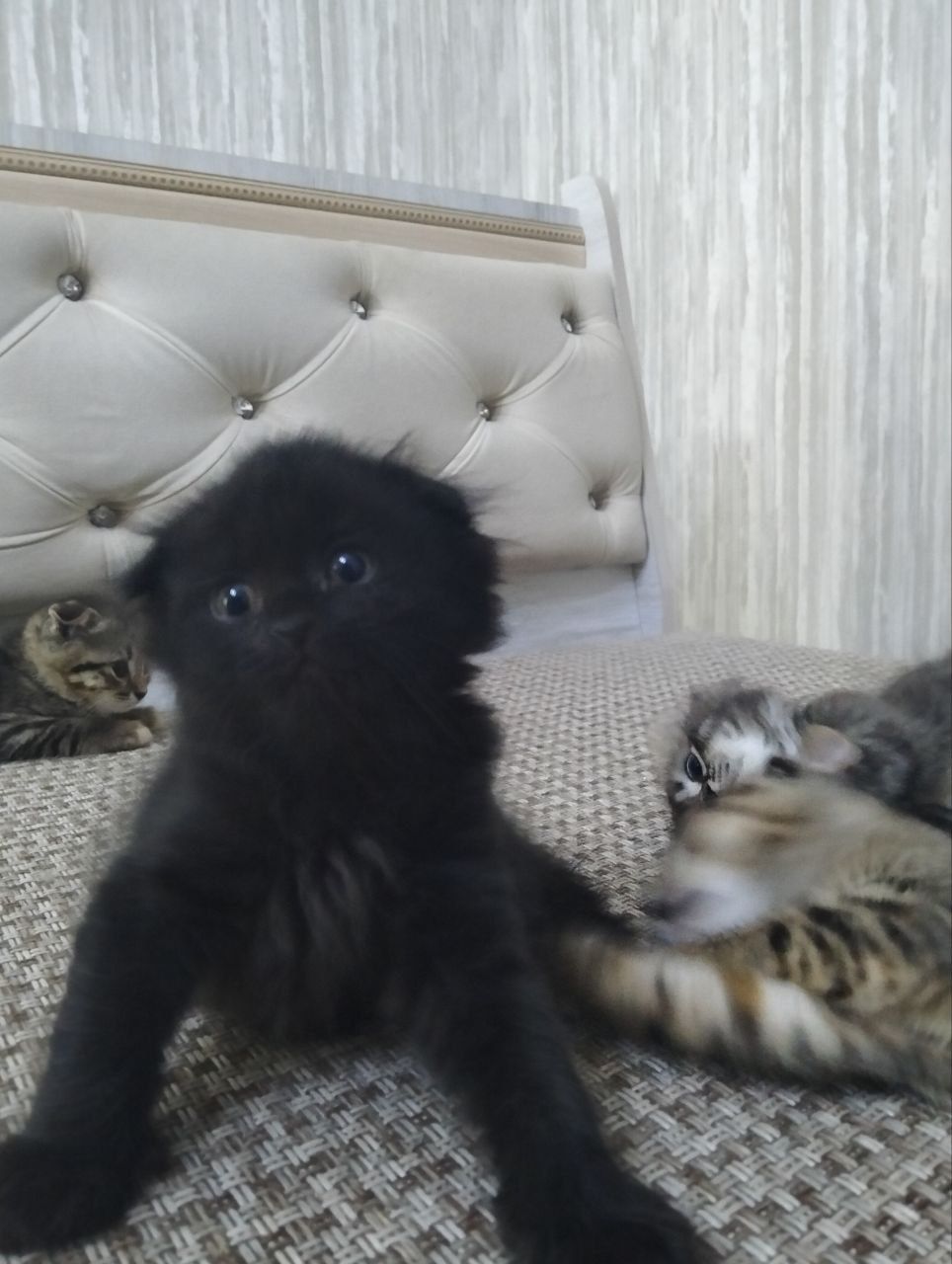 Скоттиш фолд метис