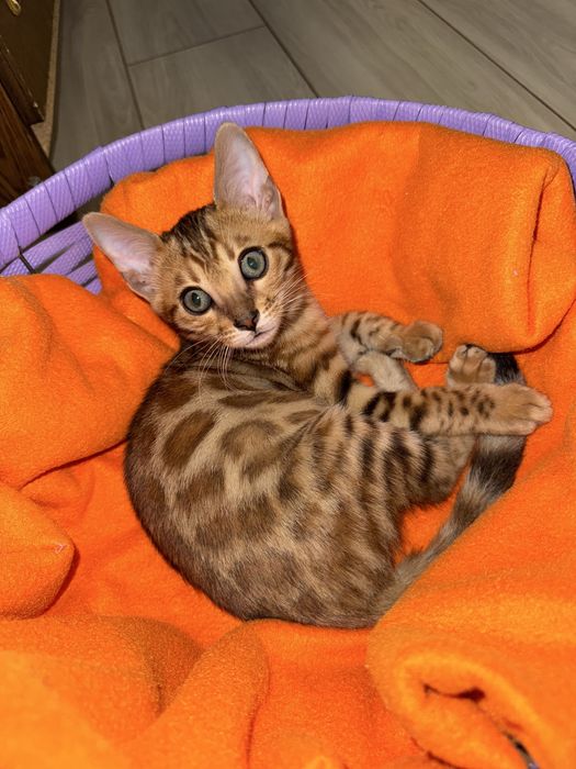 Бенгальские котята, бенгал мушук, кошки, коты, животные