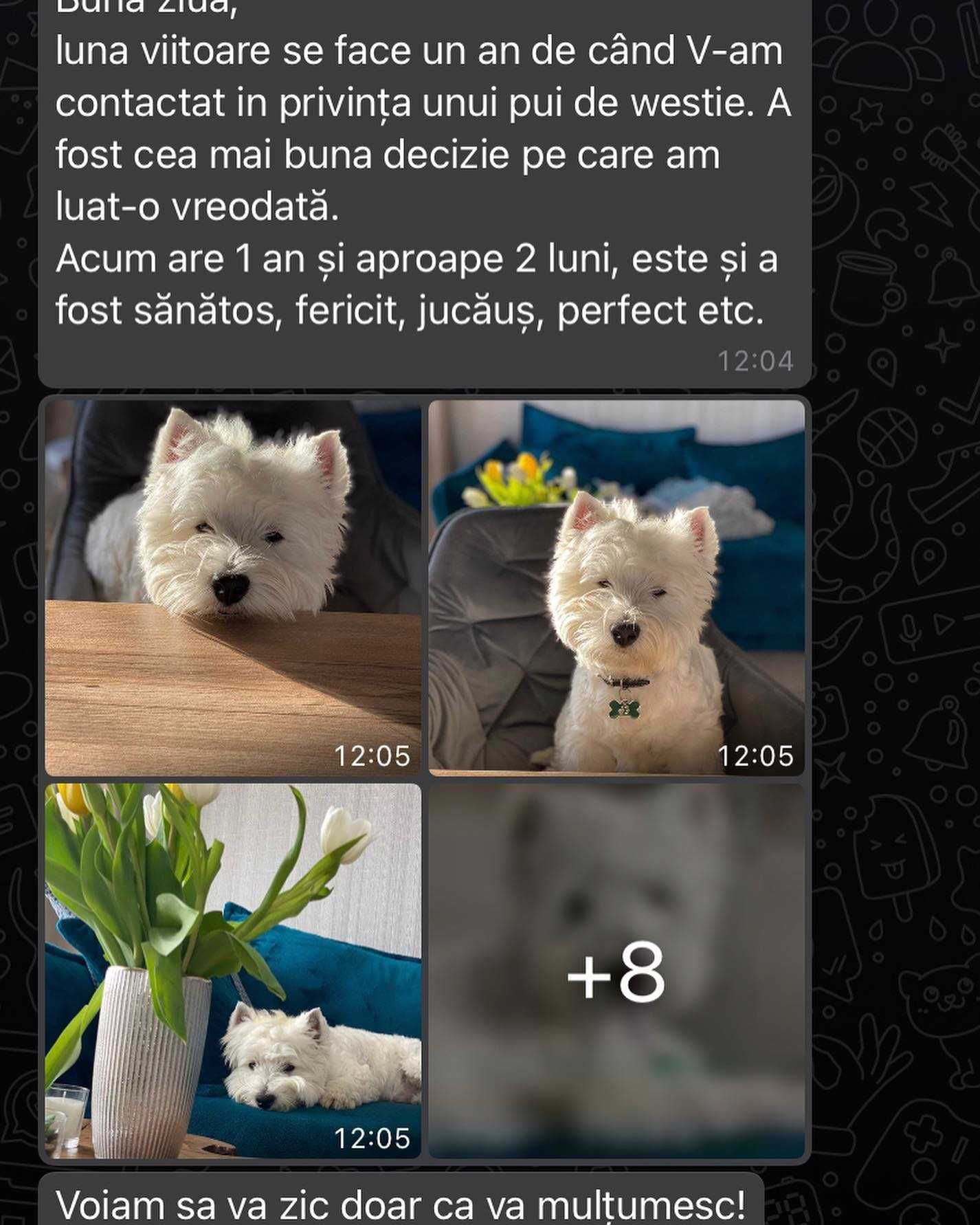 Pui rasa Westie - West Highland White Terrier