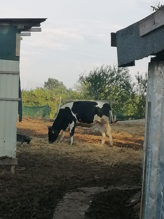 Vând viței mici si mari