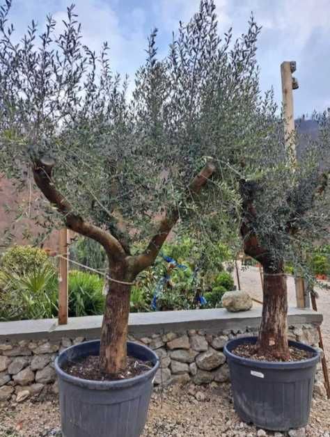 Plante Decorative, de exterior pentru o Gradina de Vis