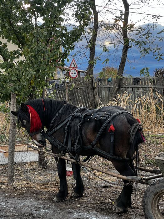 Armasar 3 ani disponibil