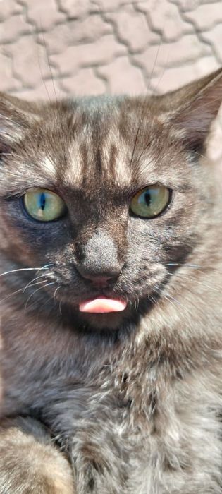 Помогите пожалуйста пристроить кошечку