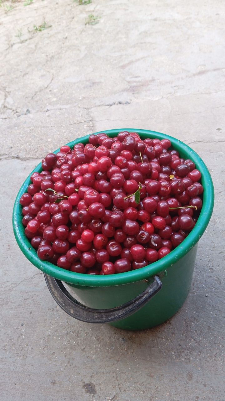 Продам дикую вишню,крупная