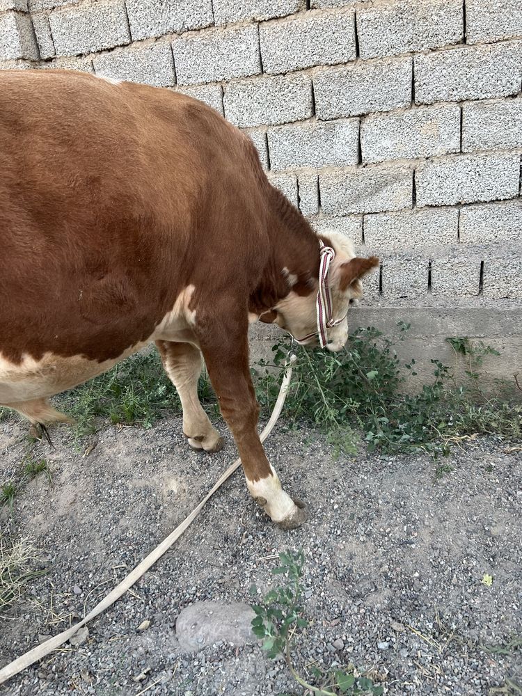 7oyliy buqacha sotiladi ishtahalari zor