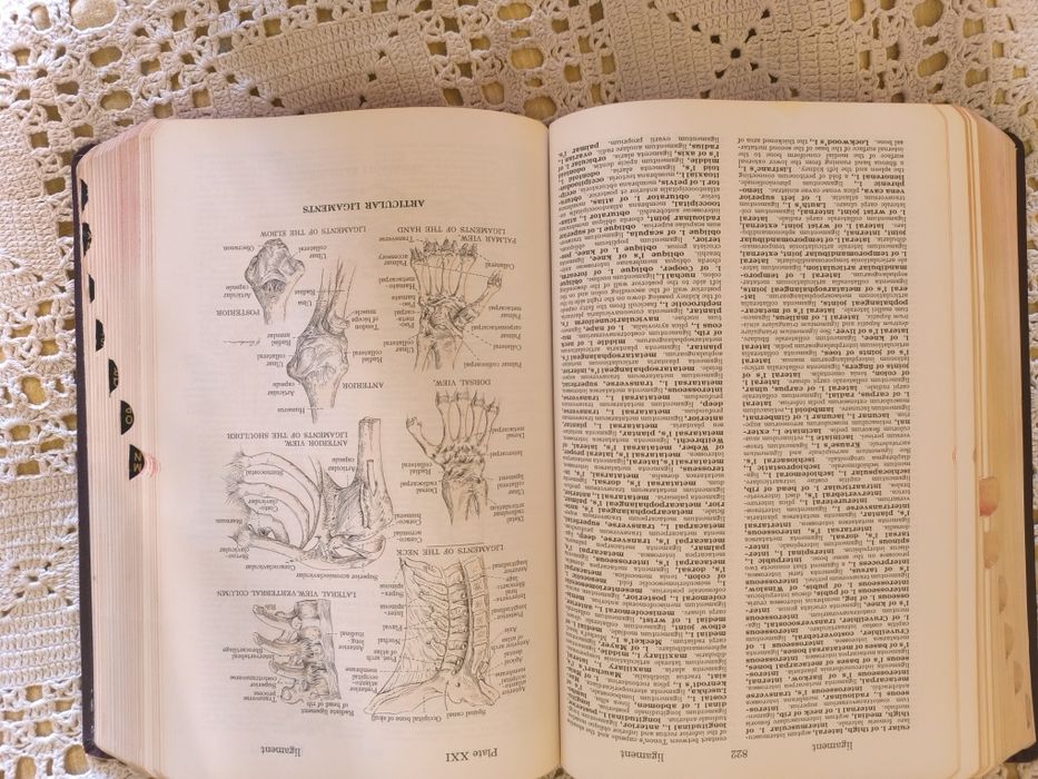 Dorland's Illustrated medical dictionary