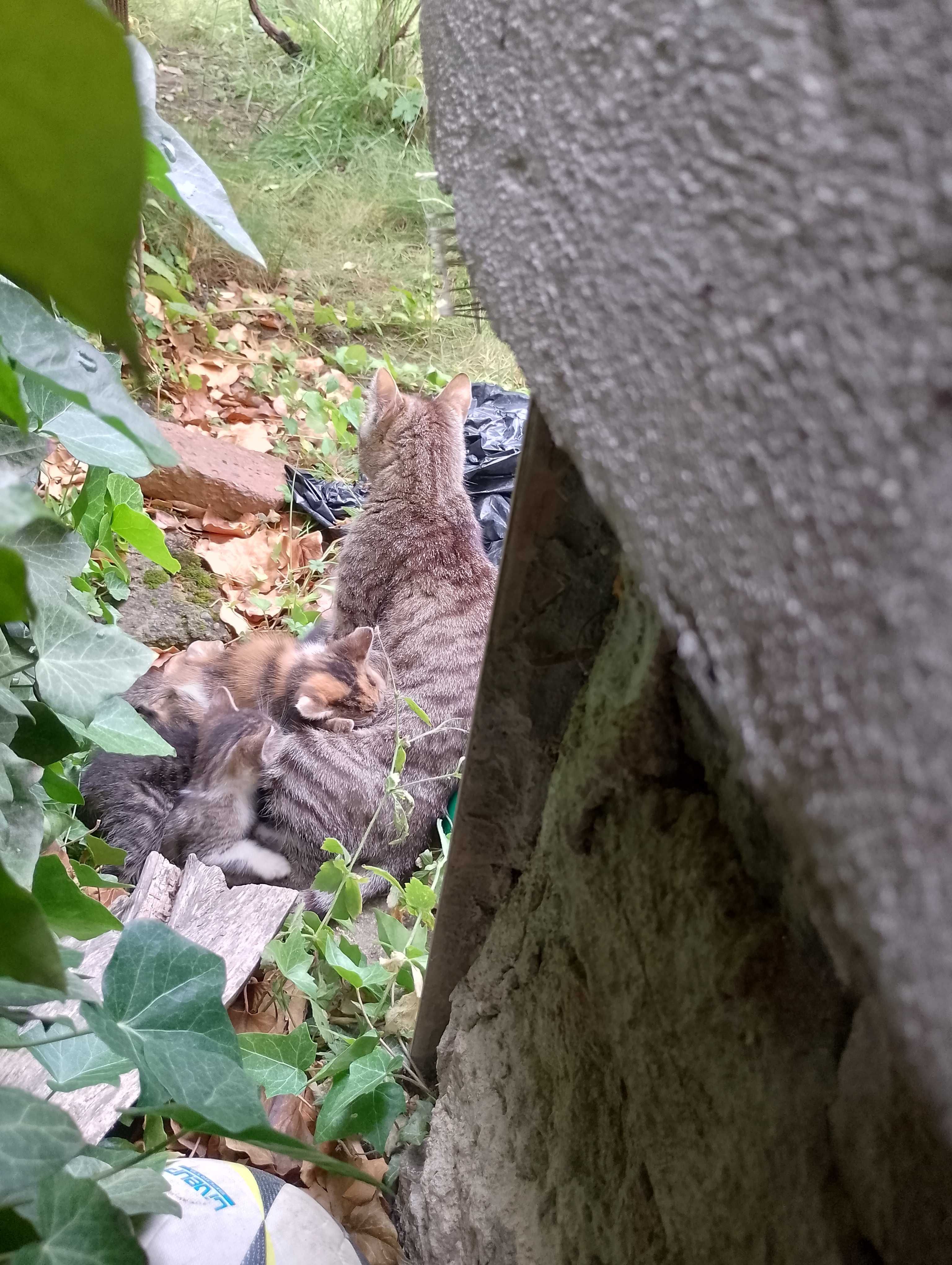 Pisici pentru adoptie