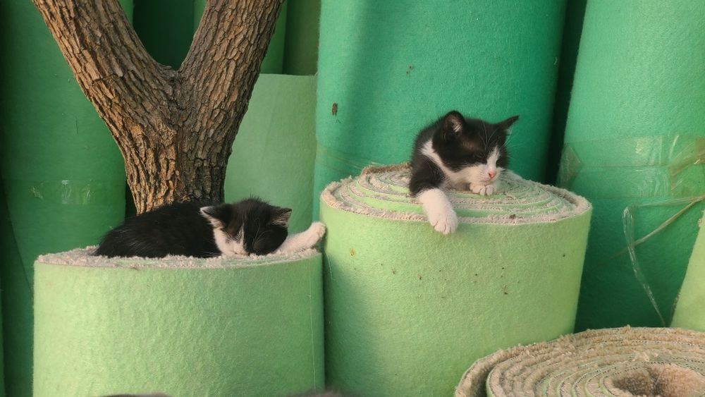 Кошки, Mushuk bolasi