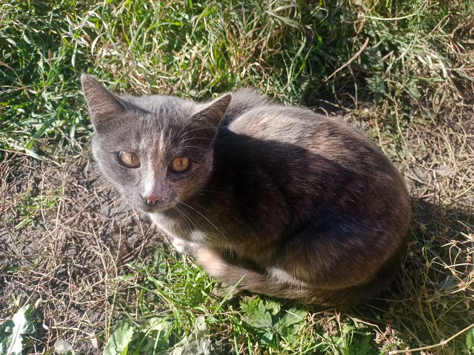 Очаровательные котята бесплатно