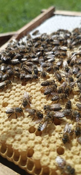 Miere de rapita si floarea soarelui