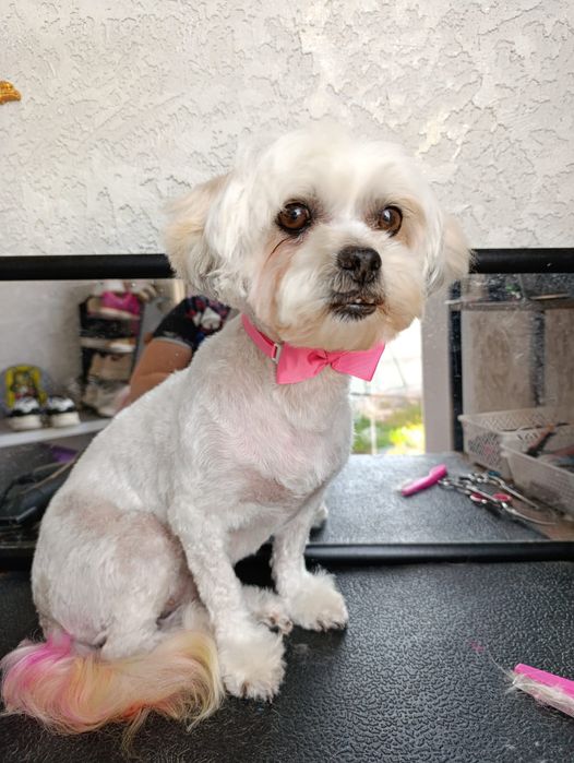 Tuns căței  talie mica