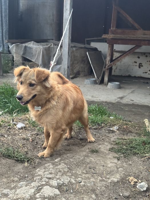 Лабрадор-ретривер