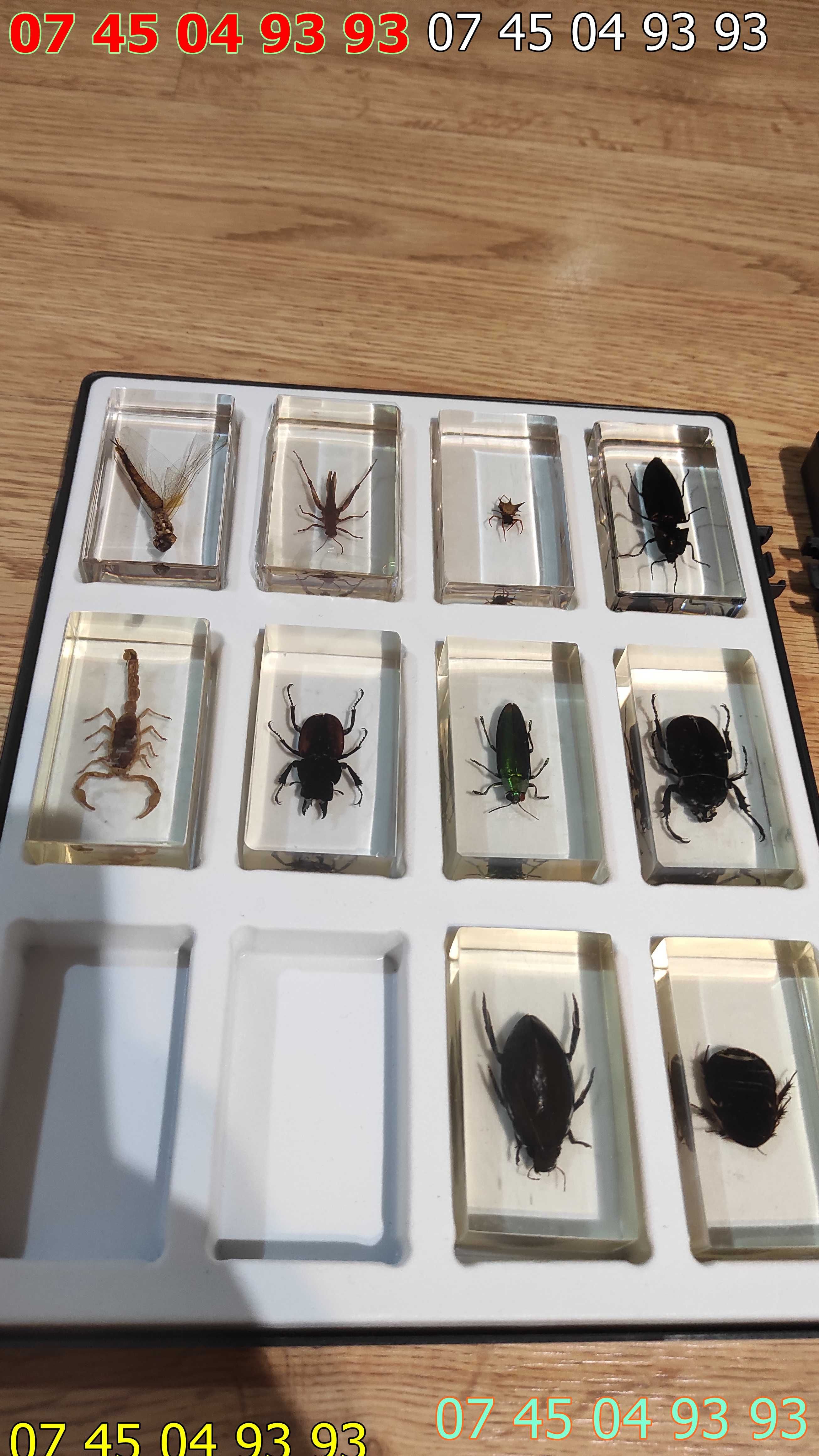 insecte reale in rasina colectia DEAGOSTINI pret pe bucata