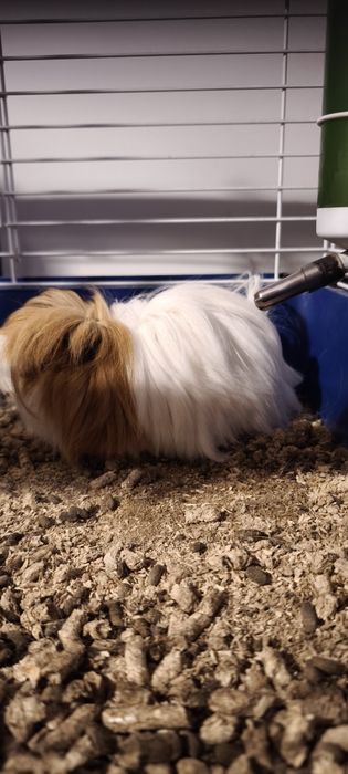 Подарявам морско свинче