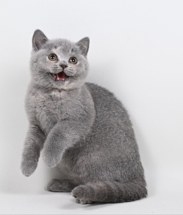 Pisicuța British  Shorthair   blue cream tortie cu pedigree
