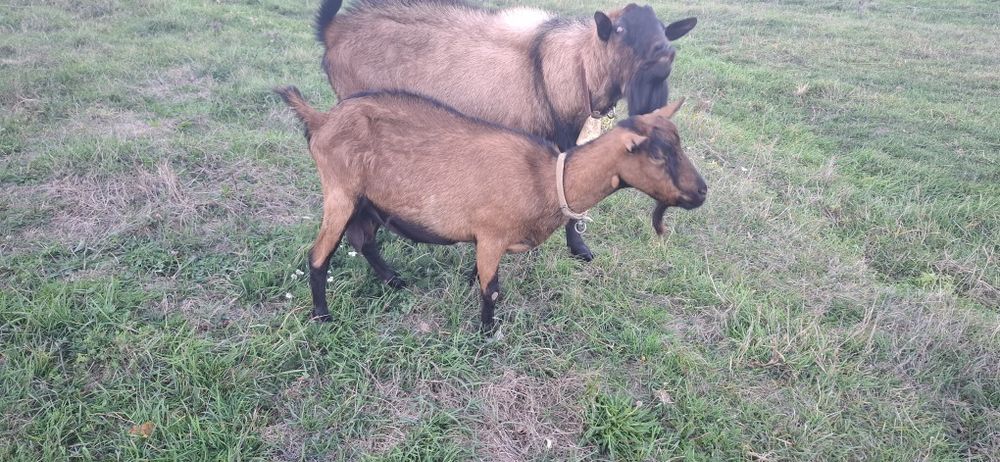 De vanzare capra alpina franceza