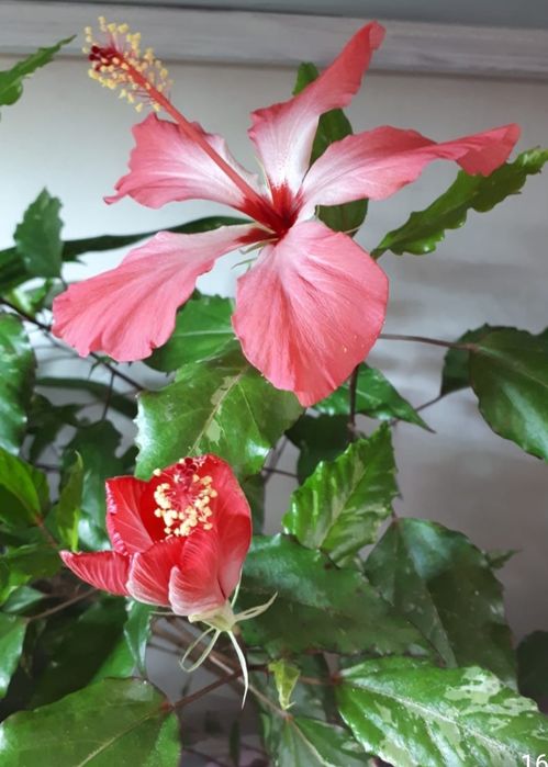 Гибискус ( Китайская Роза)