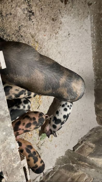 София. с.Казичене